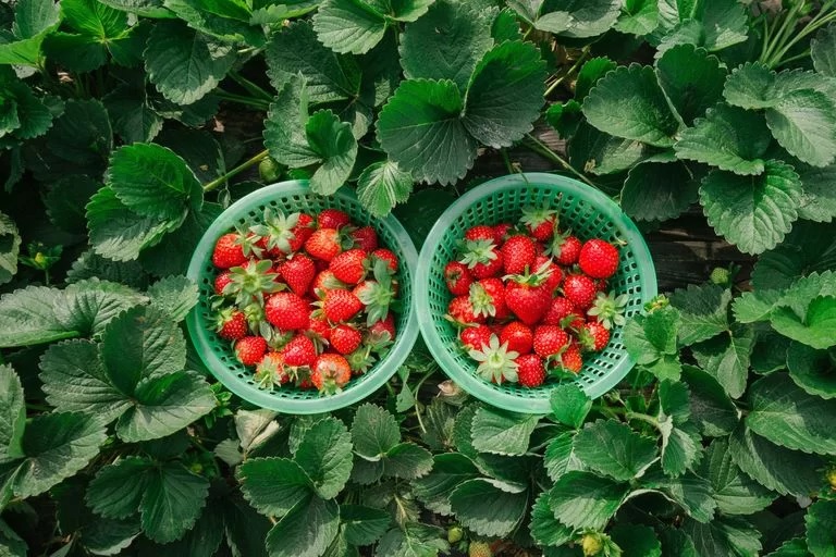 strawberries nature s sweet and healthy treasures 3