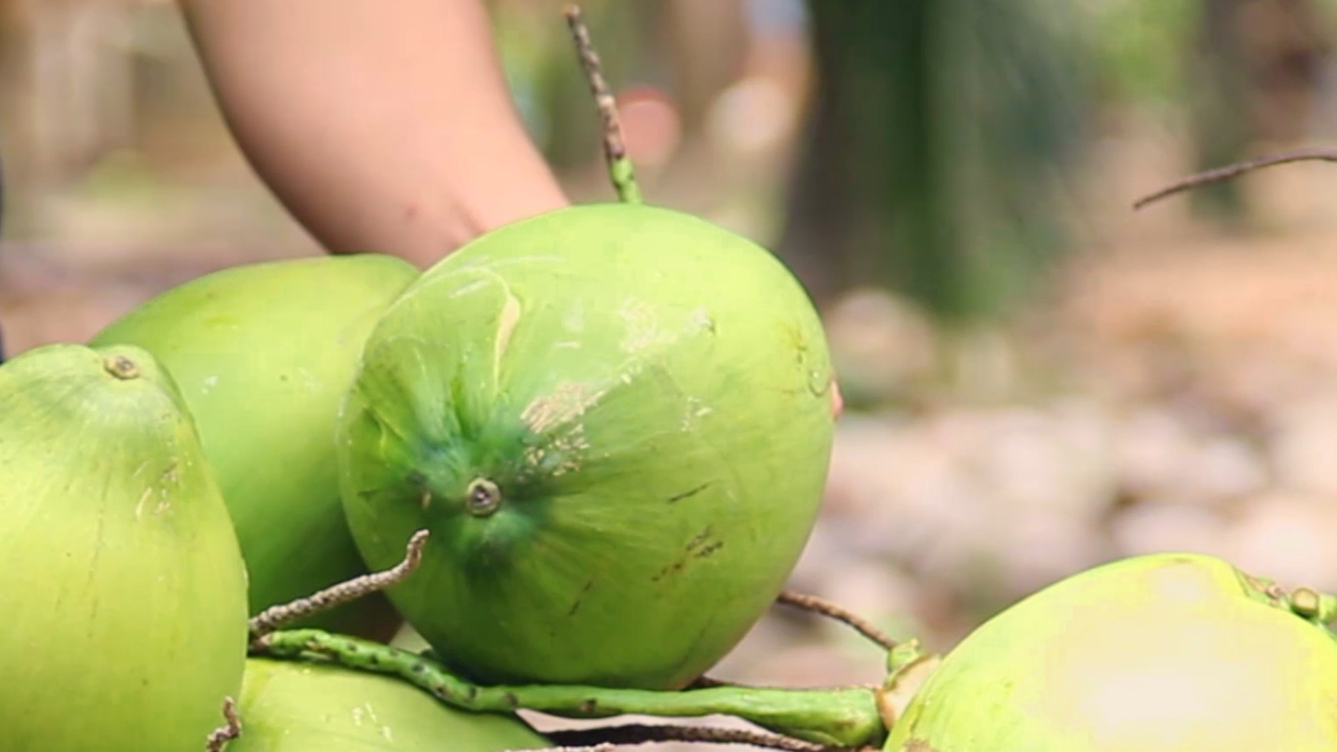 oganic coconut water from rita cooperative coconut area